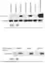 Fig. 08 - Compositions and methods for treatment of enterovirus infection