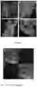 Fig. 07 - CHARACTERIZATION OF BIOLOGICAL TISSUES AT A CELLULAR LEVEL USING RED AND FAR-RED FLUORESCENT DYES