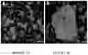 Fig. 08 - Hydrogel medium for the storage and preservation of tissue