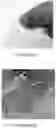 Fig. 17 - Hydrogel medium for the storage and preservation of tissue