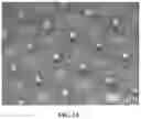 Fig. 06 - Microneedle patch for transdermal injections