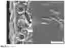 Fig. 03 - Extruded matt foil with improved mechanical properties and a high weathering resistance
