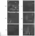 Fig. 31 - Fluorescent compounds