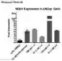 Fig. 09 - Analogs of vincamine and uses thereof