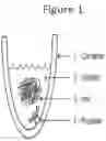 Fig. 02 - Methods for extracting keratin proteins