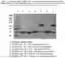 Fig. 05 - Multivalent CD20-binding molecules comprising Shiga toxin a subunit effector regions and enriched compositions thereof