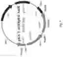 Fig. 06 - Compositions and methods for enhanced production of enduracidin in a genetically engineered strain of streptomyces fungicidicus