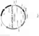 Fig. 07 - Compositions and methods for enhanced production of enduracidin in a genetically engineered strain of streptomyces fungicidicus