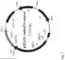 Fig. 08 - Compositions and methods for enhanced production of enduracidin in a genetically engineered strain of streptomyces fungicidicus