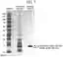 Fig. 08 - Liver-type fatty acid-binding protein standard, method for evaluating standard, method for regulating variation range of measured value caused by liver-type fatty acid-binding protein in measurement using standard, liver-type fatty acid-binding protein, DNA encoding protein, cell transformed by DNA, method of producing protein, method of drawing calibration curve for liver-type fatty acid-binding protein, and method of quantifying protein