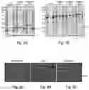 Fig. 07 - Fusion polypeptides comprising one or more inclusion body tags, methods and uses