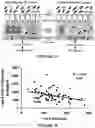 Fig. 28 - Diagnostic, prognostic, therapeutic and screening protocols