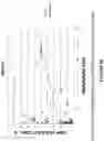 Fig. 33 - Diagnostic, prognostic, therapeutic and screening protocols