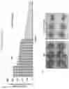 Fig. 30 - Ciliary neurotrophic factor receptor ligand-binding agents and methods of using the same
