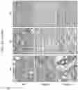 Fig. 34 - Ciliary neurotrophic factor receptor ligand-binding agents and methods of using the same