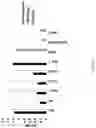 Fig. 20 - Anti-factor D antibodies and uses thereof