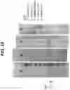 Fig. 16 - IL-31 dog pruritus model