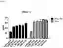 Fig. 11 - Interferon alpha and omega antibody antagonists