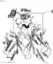 Fig. 12 - Interferon alpha and omega antibody antagonists