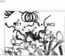 Fig. 13 - Interferon alpha and omega antibody antagonists