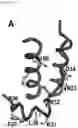 Fig. 14 - Interferon alpha and omega antibody antagonists