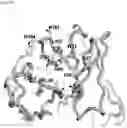 Fig. 15 - Interferon alpha and omega antibody antagonists