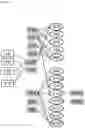Fig. 16 - Interferon alpha and omega antibody antagonists