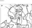 Fig. 25 - Interferon alpha and omega antibody antagonists