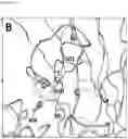 Fig. 26 - Interferon alpha and omega antibody antagonists