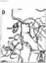 Fig. 28 - Interferon alpha and omega antibody antagonists