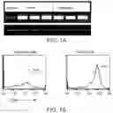 Fig. 02 - COMPOSITIONS COMPRISING SOLUBLE CD84 OR ANTI-CD84 ANTIBODIES AND METHODS FOR DIAGNOSING AND TREATING B-CLL
