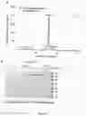 Fig. 06 - CD33-, CD16- and CD123-specific single chain triplebody