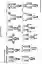 Fig. 06 - MOLECULES WITH SPECIFICITY FOR CD45 AND CD79