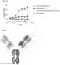 Fig. 47 - Multi-specific binding proteins that bind NKG2D, CD16, and a tumor-associated antigen for activation of natural killer cells and therapeutic uses thereof to treat cancer