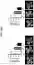 Fig. 75 - Compositions and methods for treating and preventing inflammation