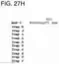 Fig. 87 - Compositions and methods for treating and preventing inflammation