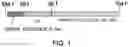 Fig. 02 - ANTIBODY SUBSTITUTING FOR FUNCTION OF BLOOD COAGULATION FACTOR VIII