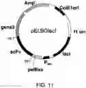 Fig. 12 - ANTIBODY SUBSTITUTING FOR FUNCTION OF BLOOD COAGULATION FACTOR VIII