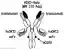 Fig. 01 - Bispecific HER2 and CD3 binding molecules