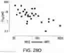 Fig. 40 - Bispecific HER2 and CD3 binding molecules