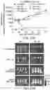 Fig. 46 - Bispecific HER2 and CD3 binding molecules