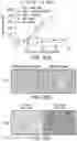 Fig. 47 - Bispecific HER2 and CD3 binding molecules