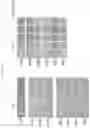 Fig. 02 - Hypersensitive ABA receptors having modified PP2C-binding interfaces
