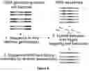 Fig. 07 - Multimodal readouts for quantifying and sequencing nucleic acids in single cells