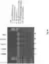 Fig. 40 - Targeted sequencing and UID filtering