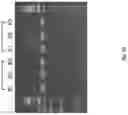 Fig. 49 - Targeted sequencing and UID filtering