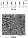 Fig. 02 - DUAL-SIDED PHOTOELECTRODES