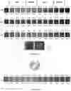Fig. 13 - Thermochromic liquid crystal temperature indicator