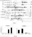 Fig. 02 - Composition and method for modulating fibroblast growth factor receptor 3 activation