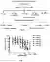 Fig. 07 - Composition and method for modulating fibroblast growth factor receptor 3 activation
